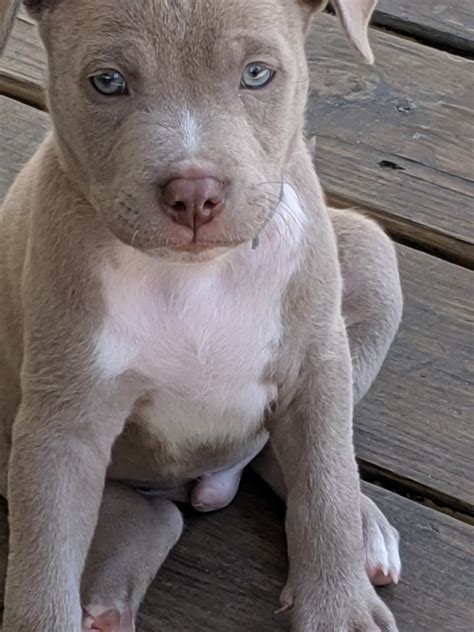 SERIOUS INQUIRIES ONLY! Very well bred pup available to a . . Pitbulls for sale in atlanta